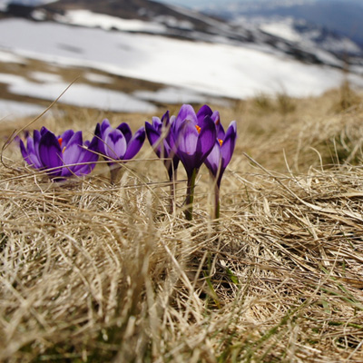 crocuses